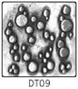 Solid Pewter Dots DT09 - 2" Bubbles