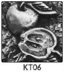 Solid Pewter Dots KT06 - 2" Apple Relief Design