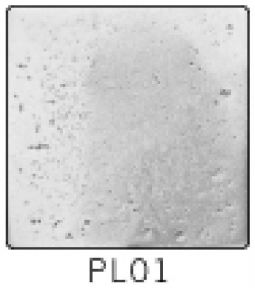 Solid Pewter Dots PL01 - 1.25" Plain